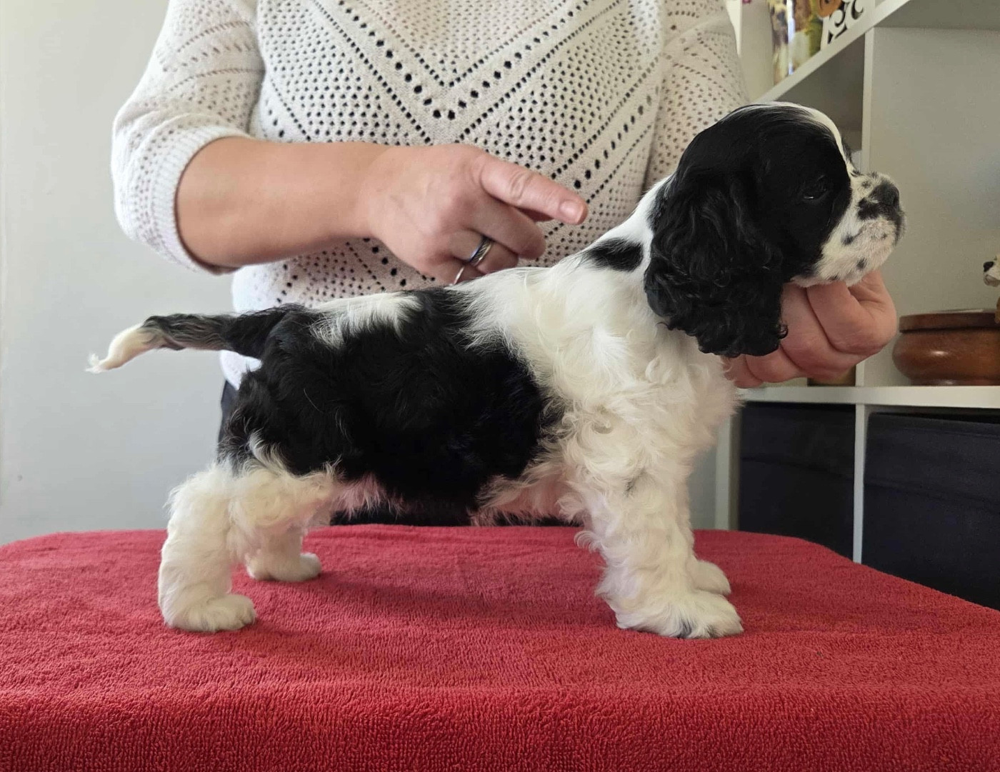 Meggie's All I Dream Is You