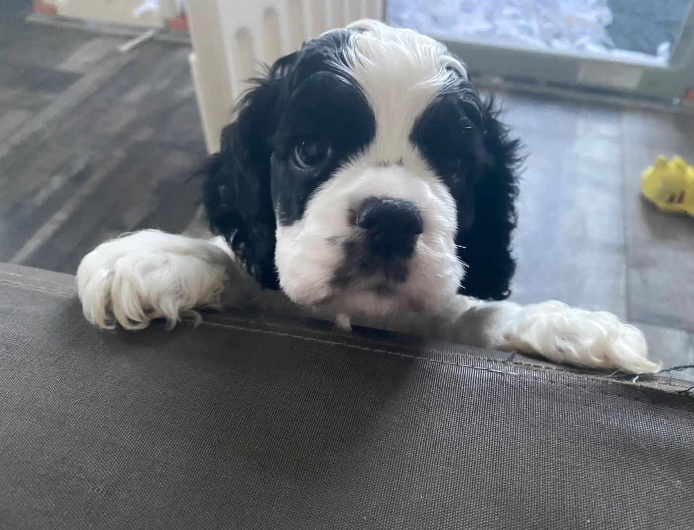 Meggie's - Chiots disponibles - American Cocker Spaniel