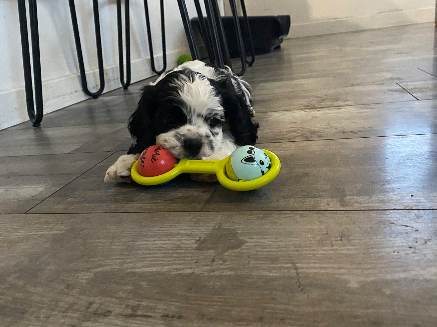 Meggie's - Chiots disponibles - American Cocker Spaniel