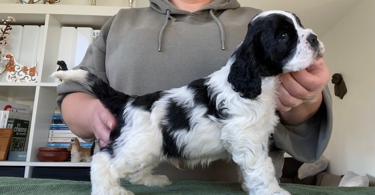 Meggie's - Chiots disponibles - American Cocker Spaniel