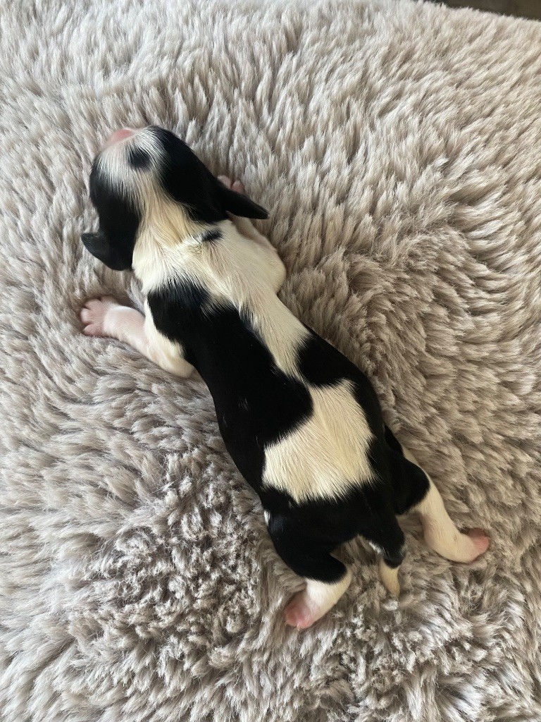 Meggie's - Chiots disponibles - American Cocker Spaniel