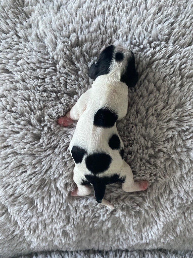 Meggie's - Chiots disponibles - American Cocker Spaniel