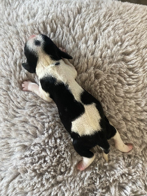 CHIOT 1