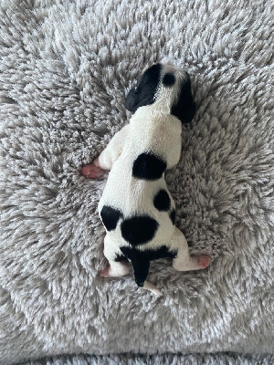 CHIOT 2