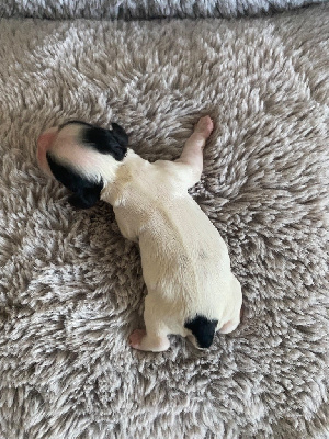 CHIOT