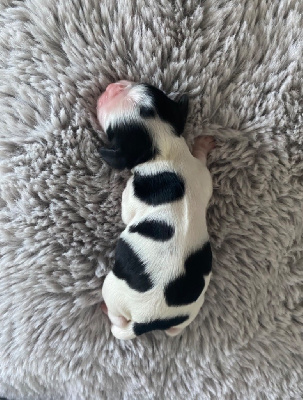 CHIOT 2