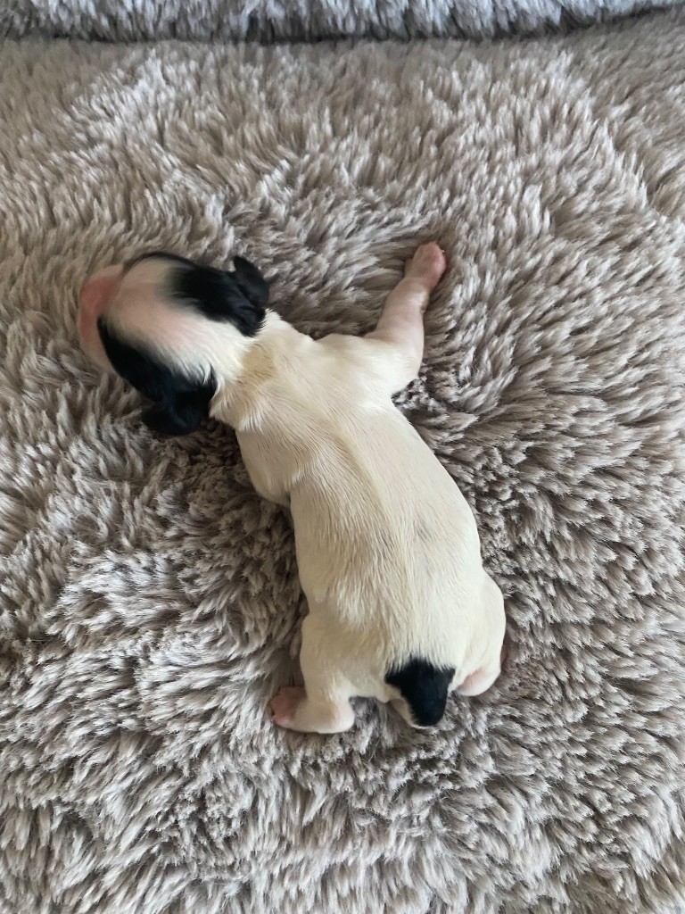 Meggie's - Chiots disponibles - American Cocker Spaniel