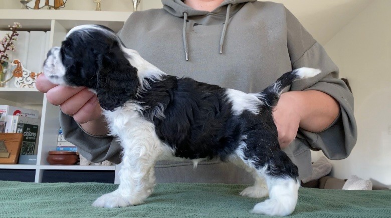 Meggie's - Chiots disponibles - American Cocker Spaniel