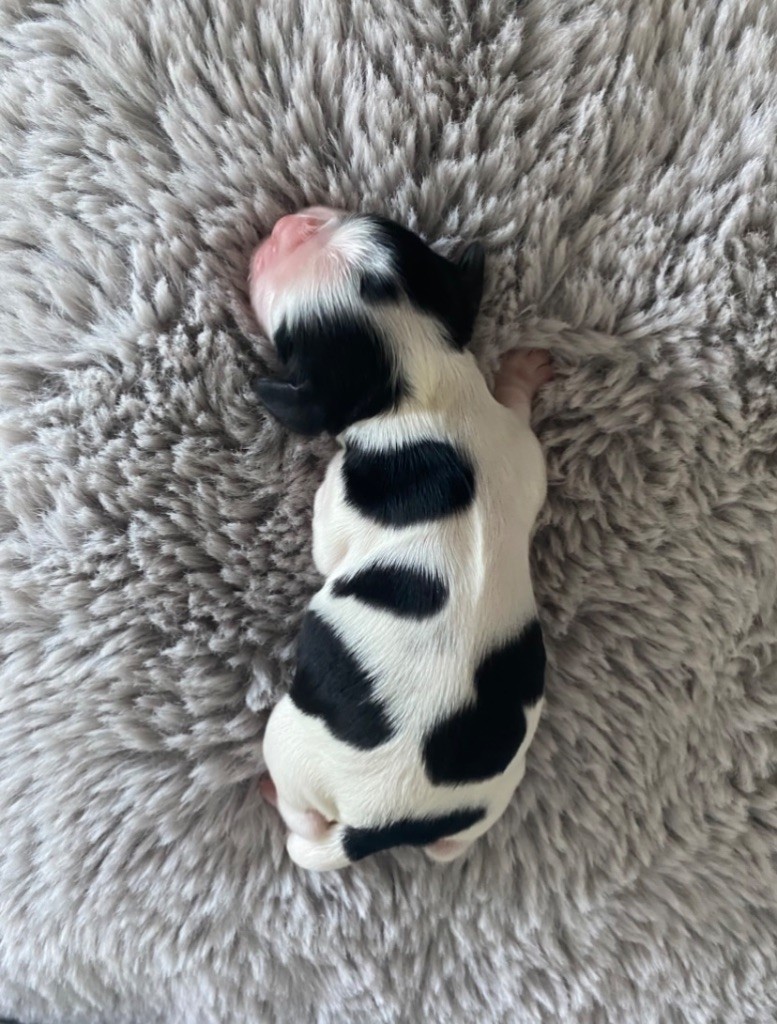 Meggie's - Chiots disponibles - American Cocker Spaniel