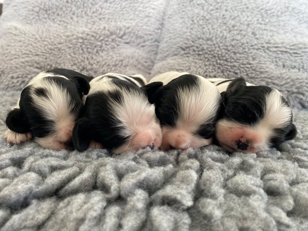 Chiot American Cocker Spaniel Meggie's