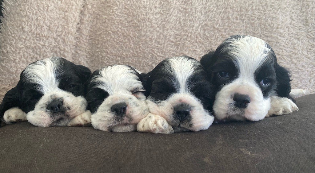 Meggie's - American Cocker Spaniel - Portée née le 18/09/2025